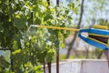 Person sprinkles sulfur powder on the vine