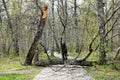 Person Standing Behind Fallen Birch Tree Blocking Park Path In Early Spring Forest Royalty Free Stock Photo