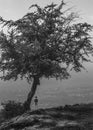 A person standing besides a tree on the top of a small hill. Self portrait of a person in a landscape in black and white