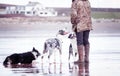Person standing on the ground covered in the water surrounded by cheerful dogs under the sunlight