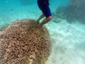 Person standing on a healthy coral in Rarotonga Cook Islands