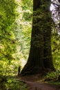 Person Standing Next to Sequoia Tree Royalty Free Stock Photo