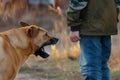 person standing still facing an advancing snarling dog Royalty Free Stock Photo