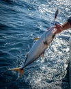 Person stands proudly on a fishing boat with a large fresh greater amberjack fish held in their arms