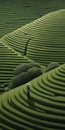 Endless Lawn: Mind-bending Patterns In A Terraced Field