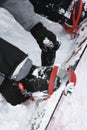 Person strapping on snowboard. Royalty Free Stock Photo