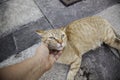 Person stroking cat