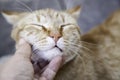 Person stroking cat