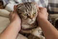 A person stroking hands surprised cat Scottish Fold