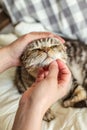 A person stroking and scratches his beloved cat Scottish Fold