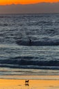 Person surfing through waves near sunset golden beach, vertical shot Royalty Free Stock Photo