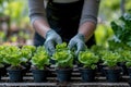 Person takes care of lettuce seedlings in pots in greenhouse, healthy vegetarian organic food Royalty Free Stock Photo