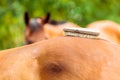 Person taking care of horse, brushing grooming animal Royalty Free Stock Photo