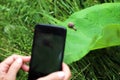 A person taking picture of the little cute snail sitting on the big green leaf. Photo with selective focus Royalty Free Stock Photo