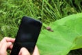 A person taking picture of the little cute snail sitting on the big green leaf. Photo with selective focus Royalty Free Stock Photo