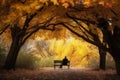 person, taking rest under the canopy of autumn trees, enjoying peaceful solitude