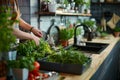 Fresh herbs growing in indoor planters on a sunny kitchen countertop. Royalty Free Stock Photo