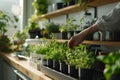 Fresh herbs growing in indoor planters on a sunny kitchen countertop. Royalty Free Stock Photo