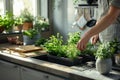 Fresh herbs growing in indoor planters on a sunny kitchen countertop. Royalty Free Stock Photo