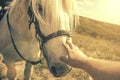 Person touching a horse by hand. he concept of human-nature relations. Animal care. Farm Feeding. White hourse with light eyes. Royalty Free Stock Photo