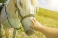 Person touching a horse by hand. he concept of human-nature relations. Animal care. Farm Feeding. White hourse with light eyes. Royalty Free Stock Photo