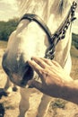 Person touching a horse by hand. he concept of human-nature relations. Animal care. Farm Feeding. White hourse with light eyes. Royalty Free Stock Photo