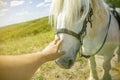 Person touching a horse by hand. he concept of human-nature relations. Animal care. Farm Feeding. White hourse with Royalty Free Stock Photo