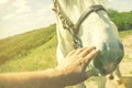 Person touching a horse by hand. he concept of human-nature relations. Animal care. Farm Feeding. White hourse with Royalty Free Stock Photo