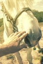 Person touching a horse by hand. he concept of human-nature relations. Animal care. Farm Feeding. White hourse with Royalty Free Stock Photo