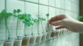 A person is touching a plant that is growing in a row of small cups