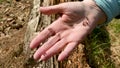Person is touching red forest wood ant nest, hand full of biting ants