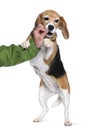 Person touching teeth of Beagle