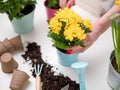 Person transplanting flowers on table with soil, watering can, scoop