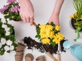 Person transplanting flowers on table with soil, watering can, scoop