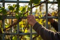 person tying grape vine shoots to a metal trellis