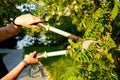 Person using pruning shears to cut the stem of the tree. Gardening. Royalty Free Stock Photo