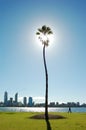 Person on walk among palm tree and river cityline