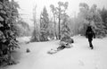 Person Walking in Dark and Misty Forest in Winter Royalty Free Stock Photo