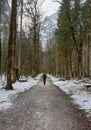 Person walking down a snow covered path in the woods Royalty Free Stock Photo