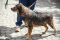 Person walking with fluffy old dog in sunny street, homeless doggy