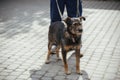 Person walking with fluffy old dog in sunny street, homeless doggy