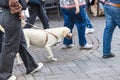 person walks a Labrador dog in the pedestrian area of the city