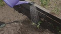 Person with watering can in hand meticulously tends to garden watering plants with care. Watering plants in garden Water