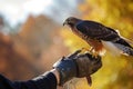 a person wearing a glove with a harriss hawk perched on it, outside