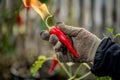 person wearing gloves holds a flaming red chili pepper