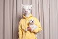 Person wearing lama mask in yellow hoodie holding little white dog against beige studio wall background