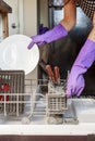 A person wearing purple kitchen gloves is placing a white porcelain plate into a compartment of under counter dish washer. Royalty Free Stock Photo