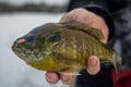Person in winter clothing standing on a frozen lake, holding up a freshly-caught bluegill fish Royalty Free Stock Photo