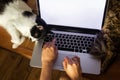 Person working on laptop with empty screen and cute cats sleeping at keyboard. Home office concept, remote work with your pets