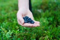 Person's hand holding freshly picked blueberries. Royalty Free Stock Photo